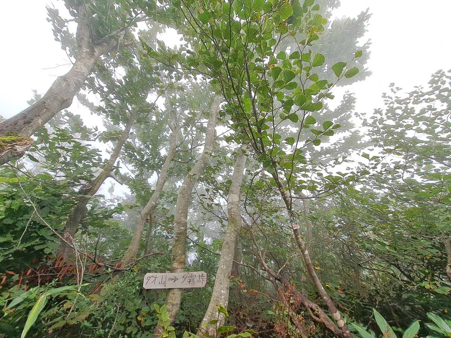 医王山