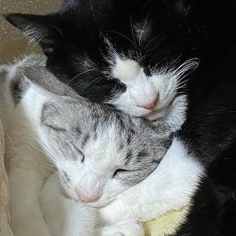 プリモナ(=^x^=)🐈🐈‍⬛