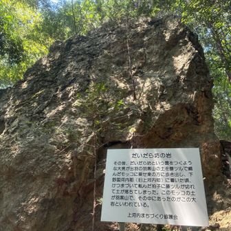事前リサーチで見たミヤマウズラ👻見つけられませんでした😭
だいだら坊の岩🪨
その昔、だいだら坊という雲をつくような大男が出羽の羽黒山の土を藤ツルで編んだモッコに乗せ東の方に歩き出し、下野国河内郡（旧上河内町）に着いた頃、けつまづいて転んだ拍子に藤ツルが切れて土が落ちてしまった。このモッコの土が羽黒山で、その中にあったのがこの大岩といわれている。
上河内まちづくり協議会
って書いてあります！👍