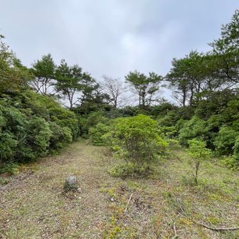 アセビの広場