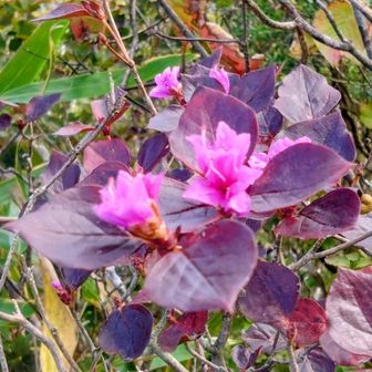 今日初めての花は、南峰でのミツバツツジの狂い咲き