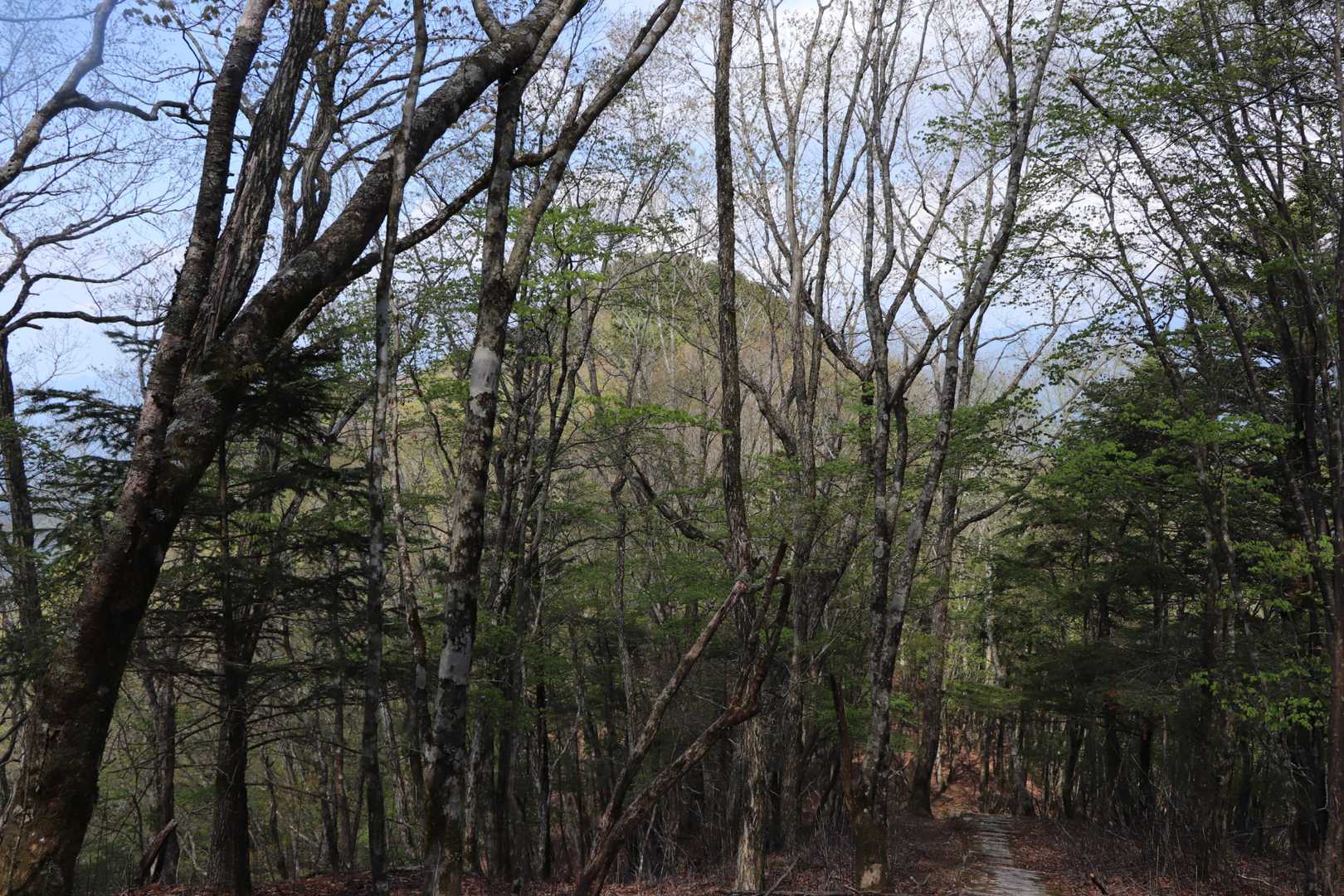 峠から結構、降って降って見えて来たのは鈴庫山！モッコリ山なんだね！
