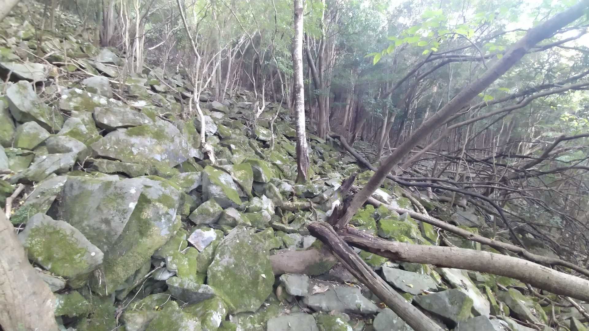 こげな道も