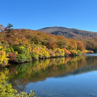 八ヶ岳の白駒池の撮影ポイントみたい📷