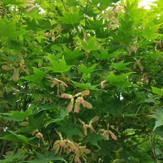 グリーンメイプル