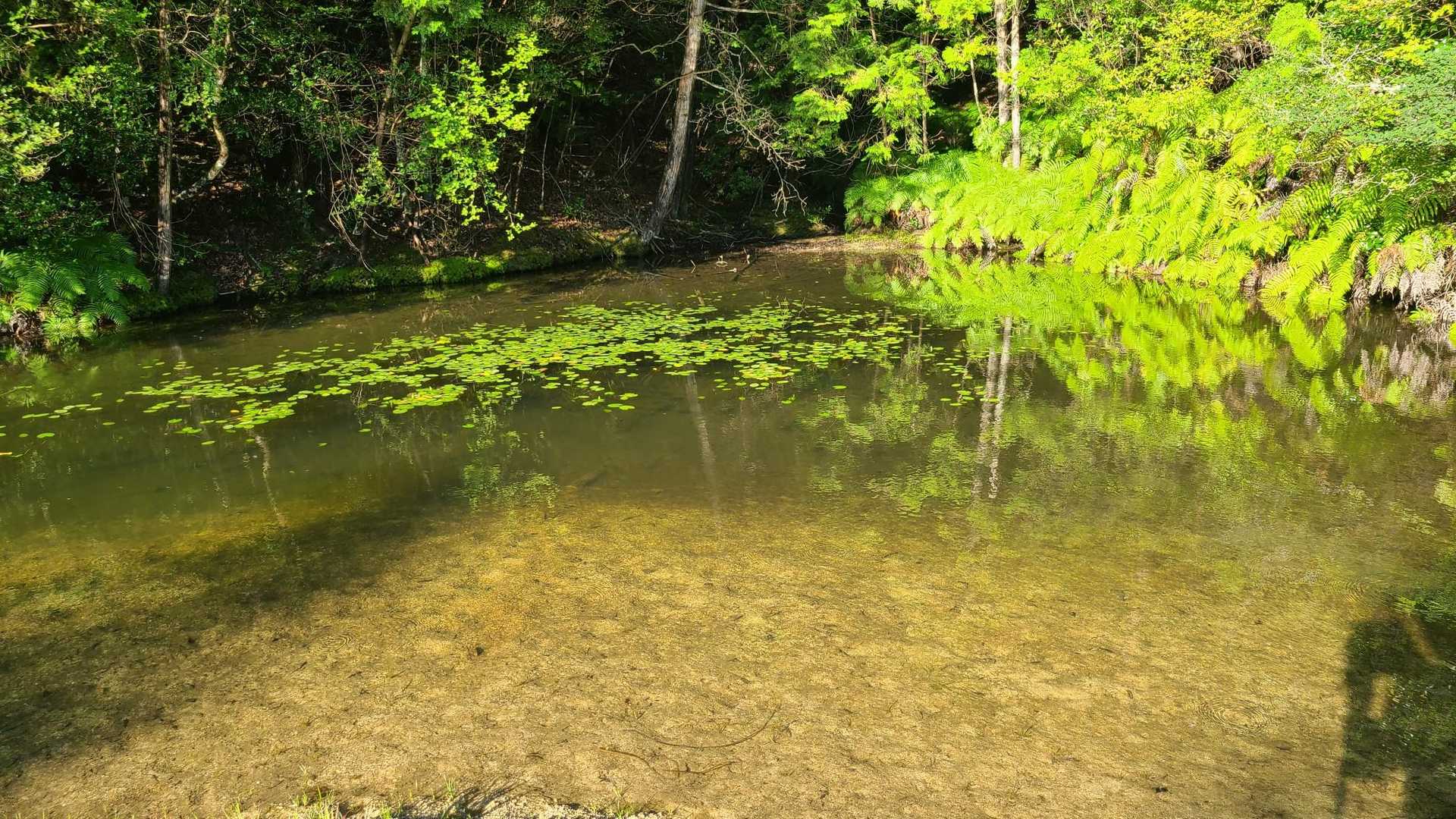 通称モネの池です