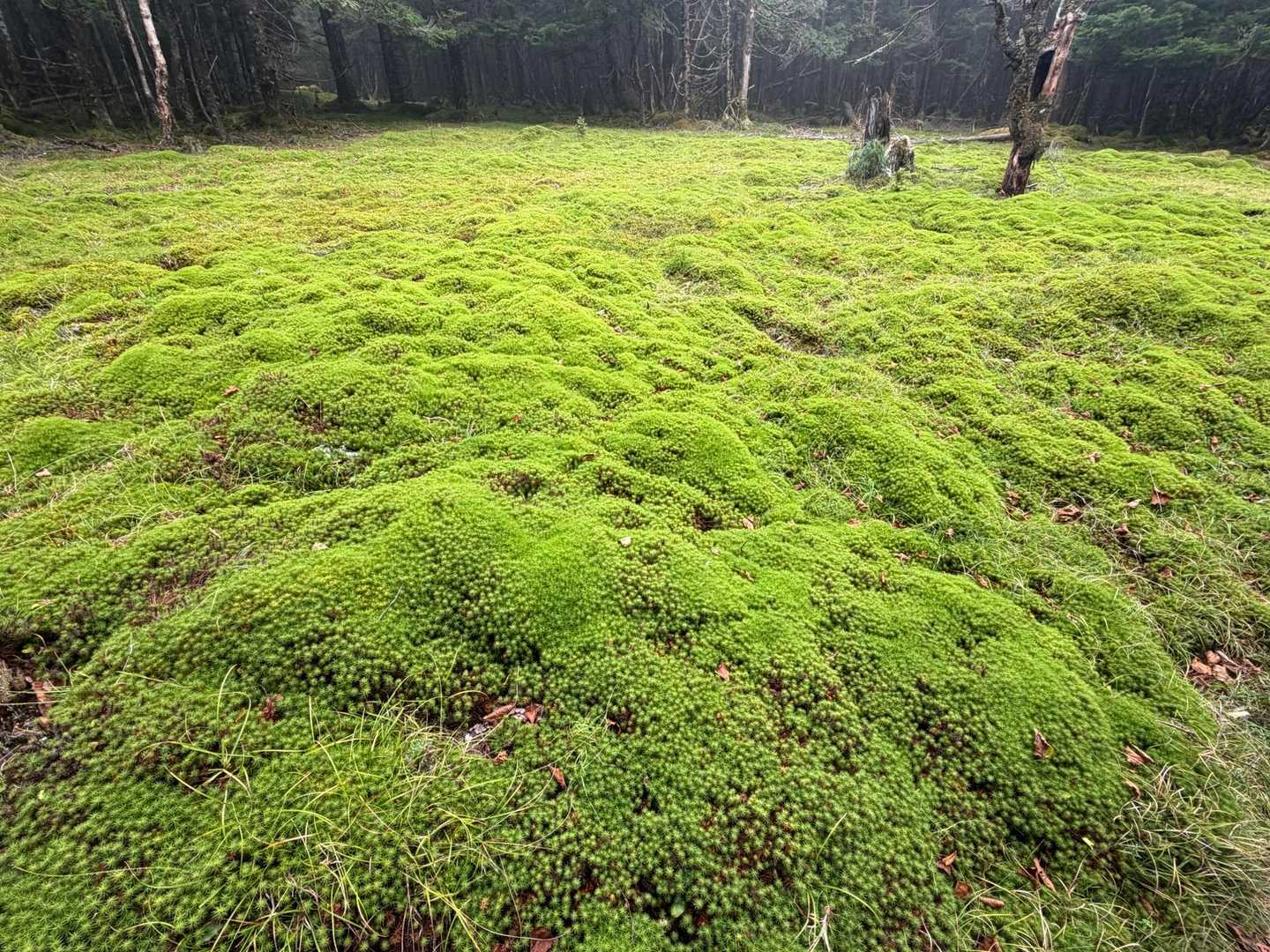 美しい苔の広場✨