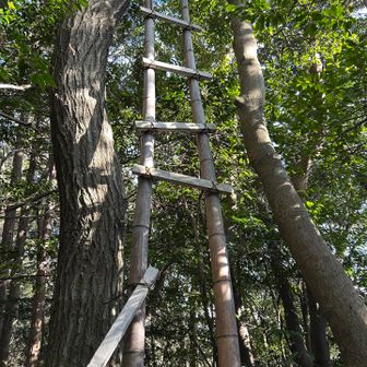 ジャックと豆の木のハシゴは空まで伸びてた🤭