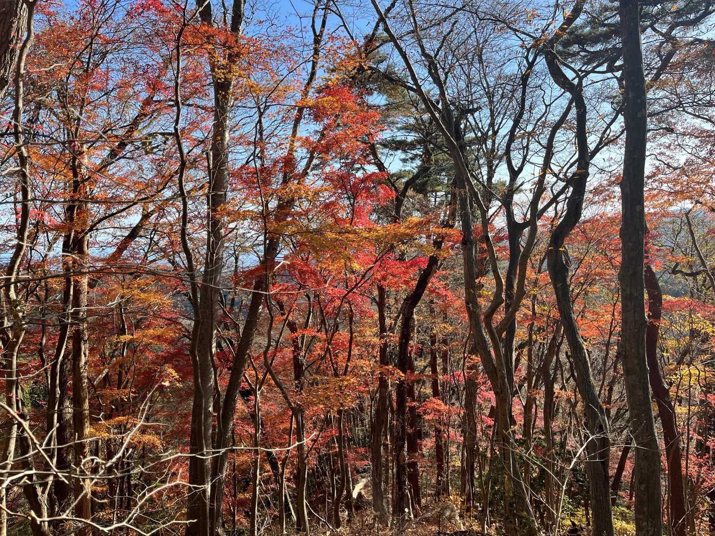 🍁