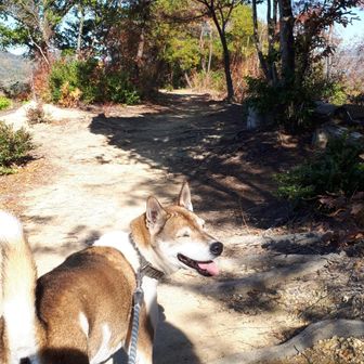 こちらも良い道