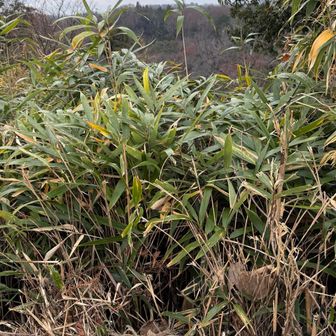 多摩湖対岸の狭山富士⛰️
