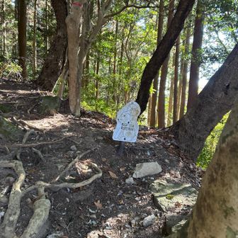 おっ、ぶすっとうさぎ🐰