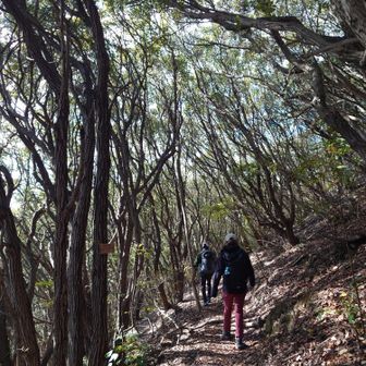 気持ちの良い森林歩き