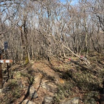 国見尾根:
国見峠に下ることなく直接周回できるため、初心者向けの裏登山道から急遽予定変更