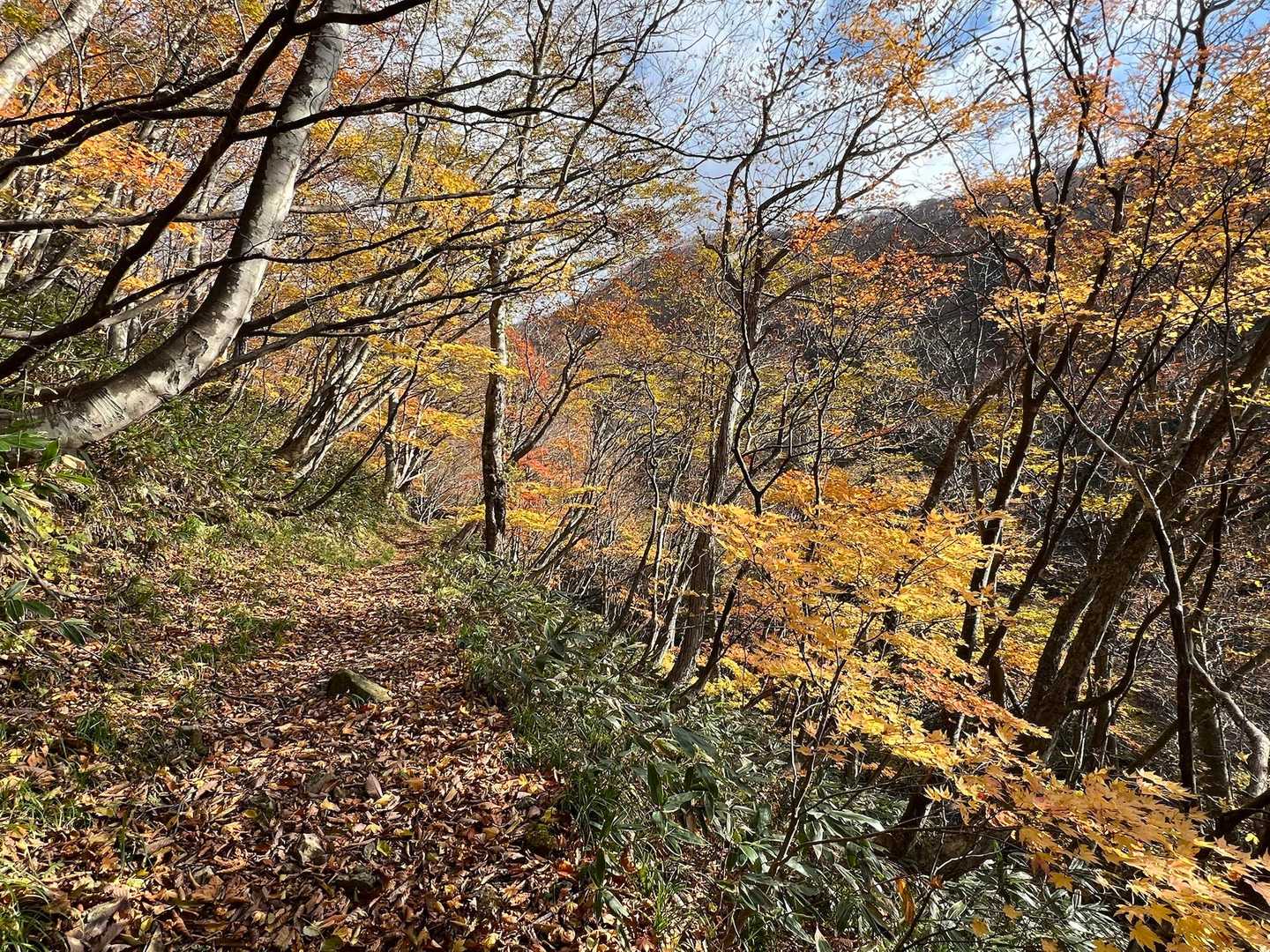 では進みます🍂