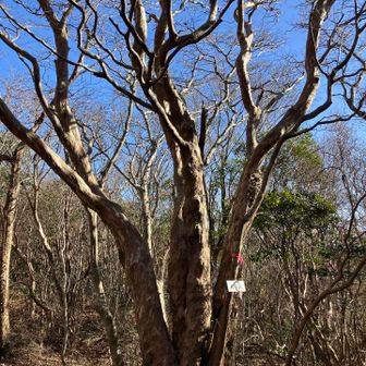 麻生木。冬山ならではの景色。
新緑の季節にも来てみたいと思いました。