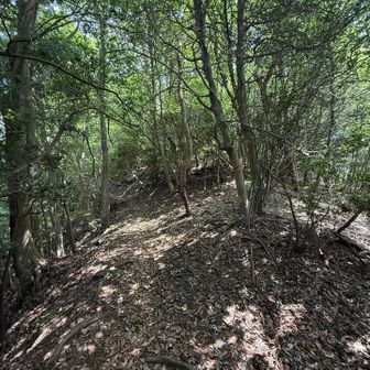 新烏ヶ岳は見えている右のピンクテープ側に上がっていきます