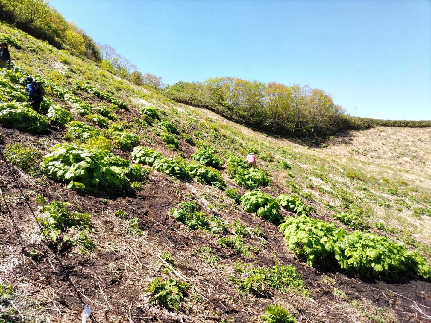 急斜面　昨日の雨で滑る😢