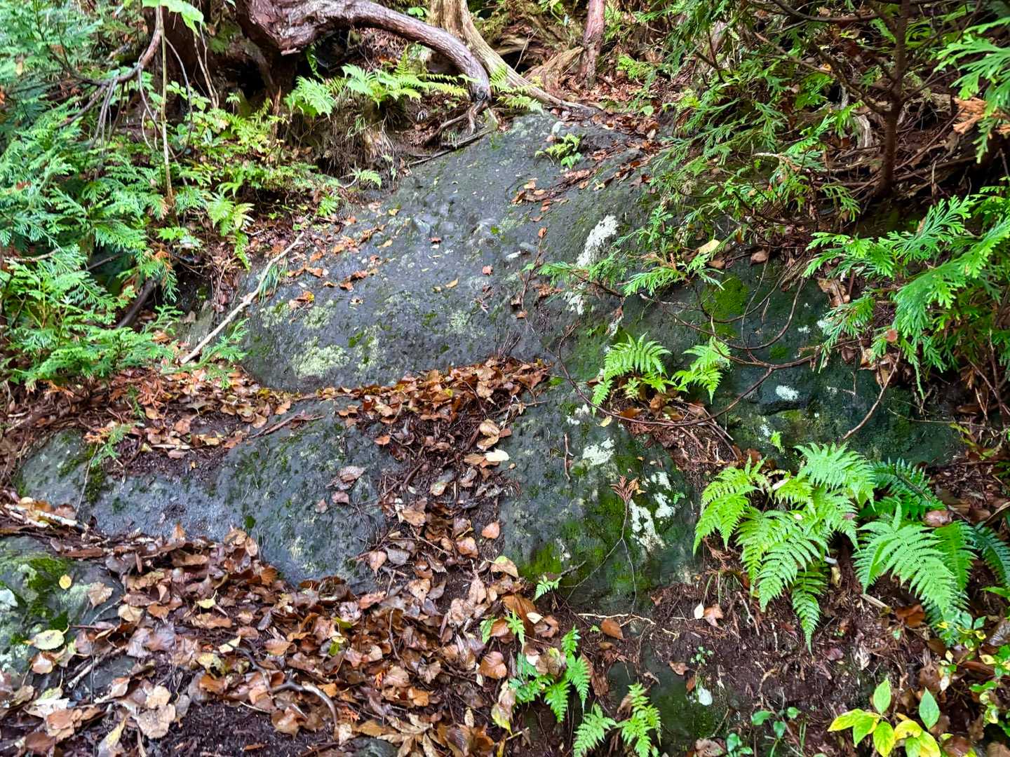 とにかく一日中湿った登山道で滑るんです💦