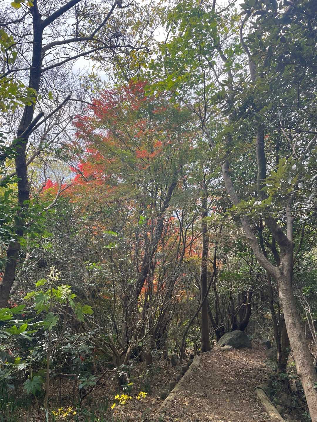 道中紅葉が残っているところも少しはありましたが、流石にピークは過ぎてました