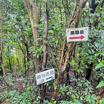 分岐
黒尊岳は今回はパスです