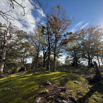 和佐又山🚩
山頂こんなん