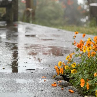 雨が降って来た☔️