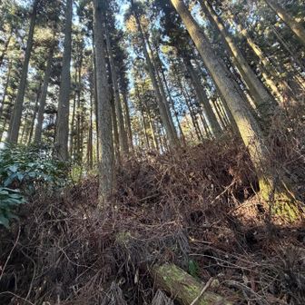 最後に先程パスした燈明岳へ寄るが道外れで、薮漕ぎ直登！