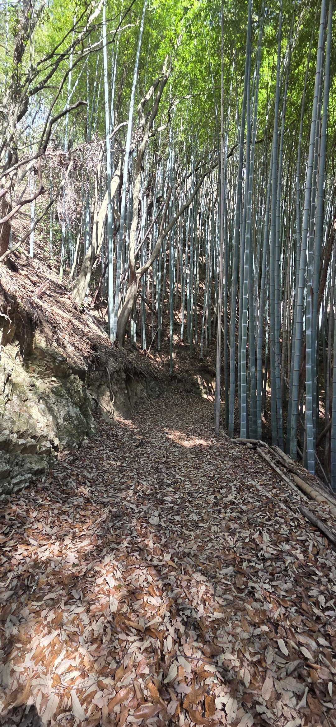 湧ヶ淵バス停-奥之城山-ヌタノサコ 往復コースの写真