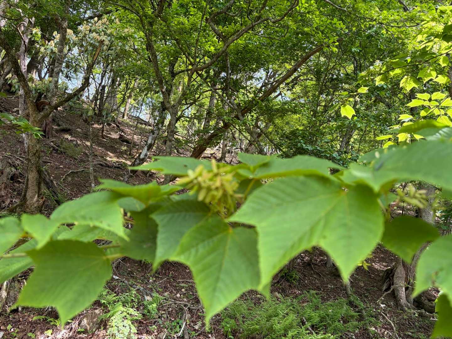 ウリハカエデも有ります！紅葉の🌳
秋も良さそう〜🎶