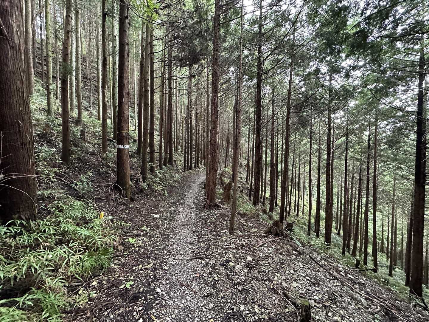 矢倉台-三方山-マスガタ山-雷電山 往復コースの写真