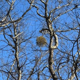 立派なヤドリギが
