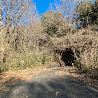 両崖山・仙人ヶ岳・石尊山 初めて林道に出た
路肩🅿️すれば山王山まで15分
たかちゃん真面目にここまで6時間
エラすぎー
(😮‍💨当たり前です！)