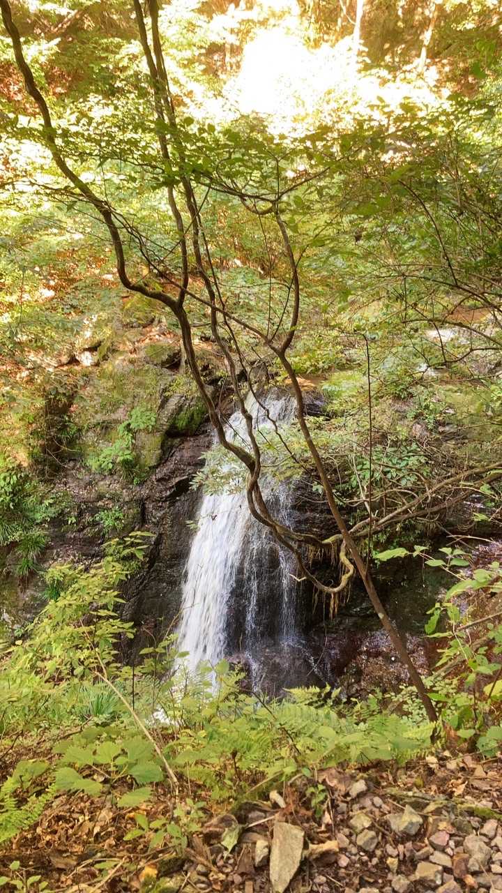 浦山口駅-武甲山 往復コースの写真