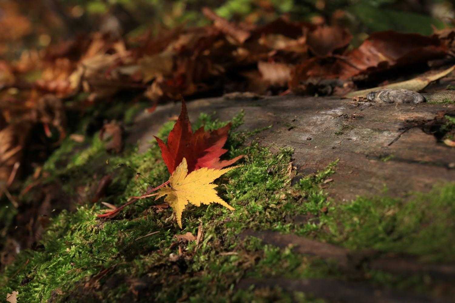 🍁