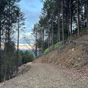 東側の林道歩いてみたら、やっぱ登山道合流した
西側も気になるけど登山道と繋がってなさそう…