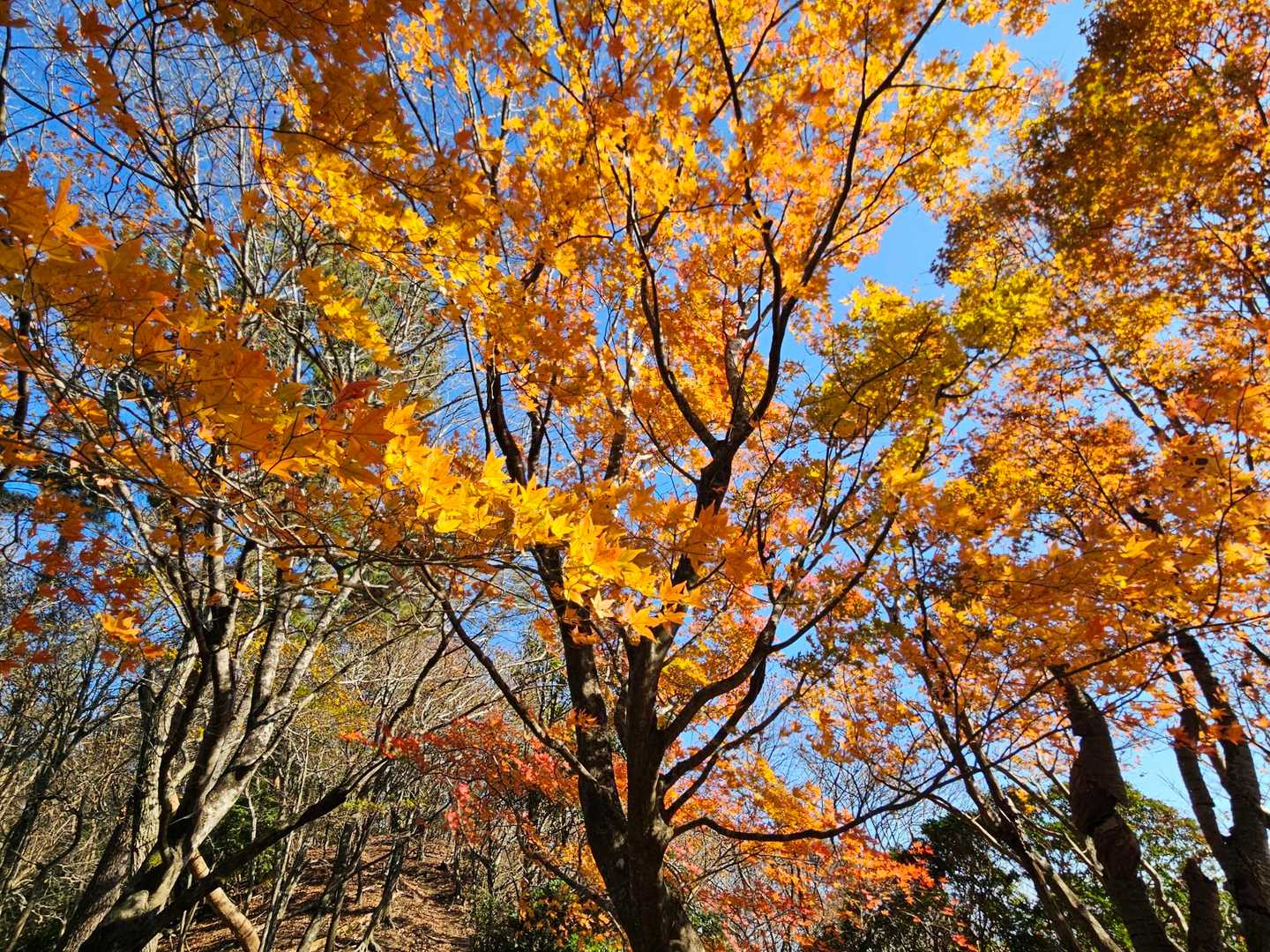 雲母谷の高-堀坂山-堀坂峠-堀坂峠の高-観音岳 周回コースの写真