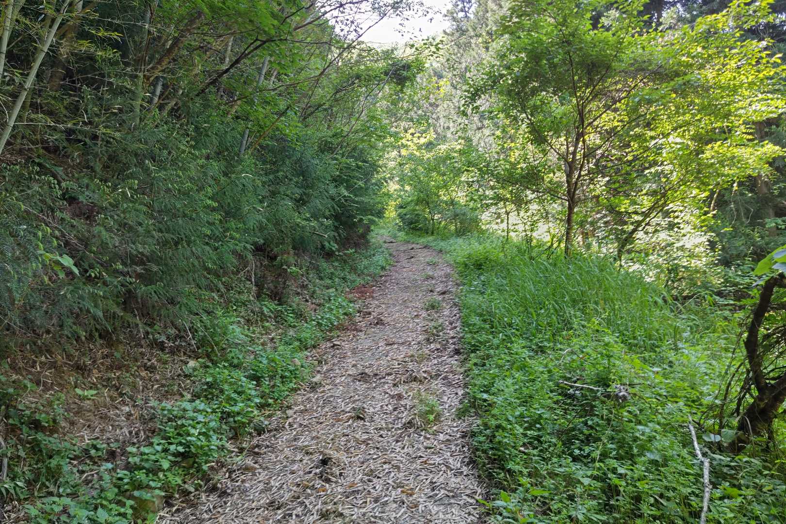 小五郎山登り口-小五郎山 往復コースの写真