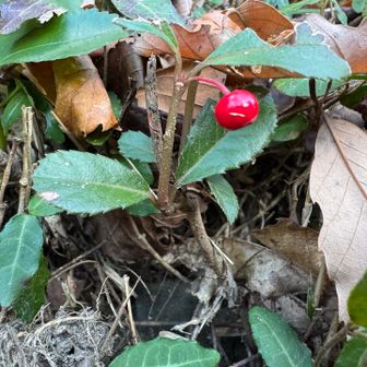 生駒山・神津嶽・大原山 藪柑子（ヤブコウジ）／十両