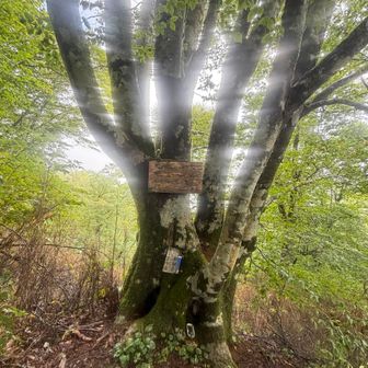 元気になる木だとか！
この枝分かれする幹の部分に観音様のお札があり、登山の安全を願ってくれている。
そんな神様の木なのか、木々の枝部分から光が横筋で現れている。またも怪奇現象か？