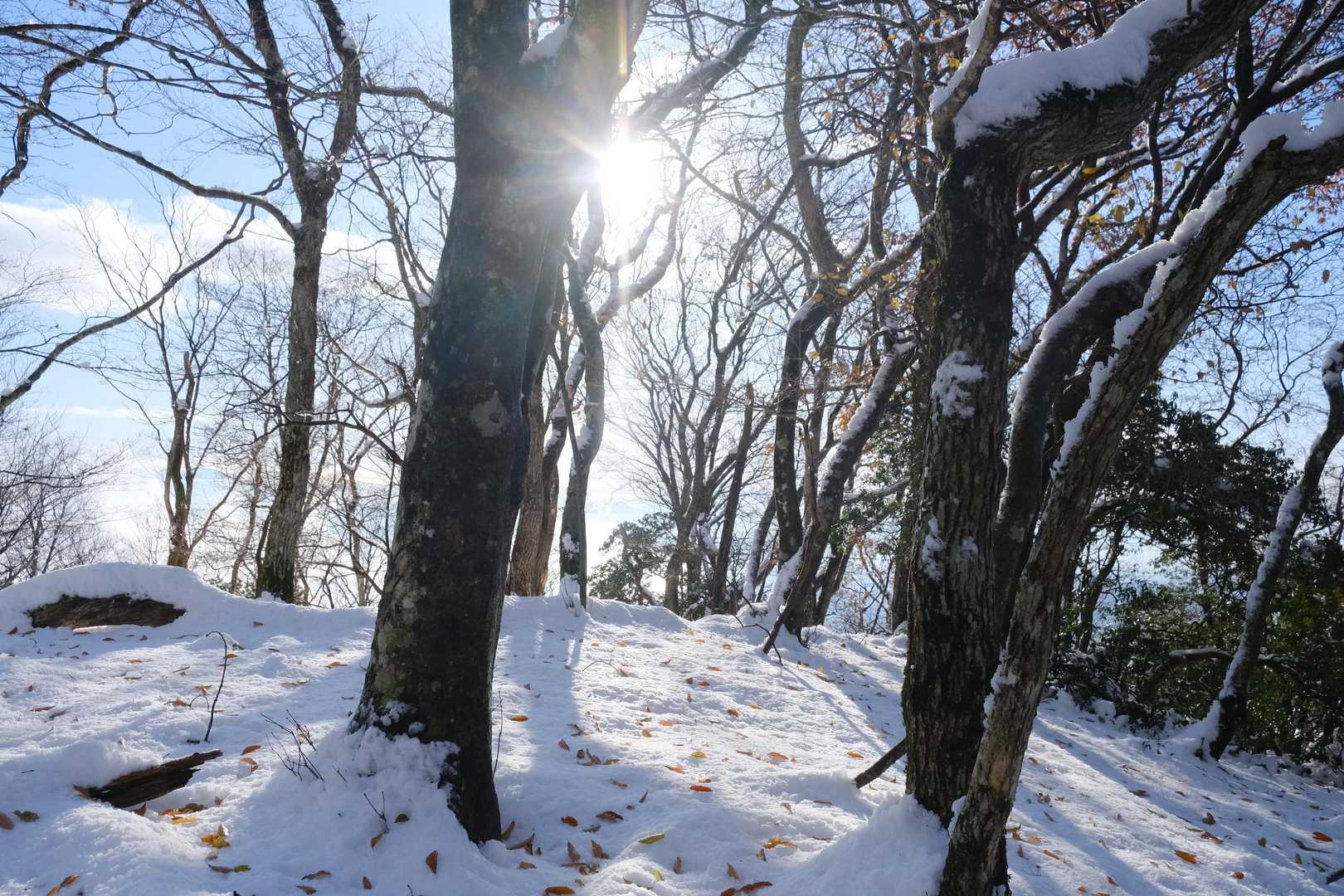 霊仙山権現山登山口-権現山 往復コースの写真