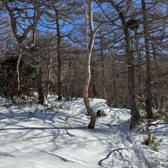 最初はゆるい登りだったけど・・
