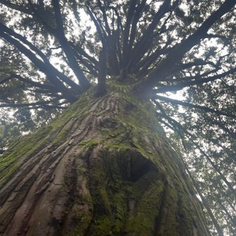 抱きついて(冗談です笑)
真上を撮影📷
大杉さん🫶🏻いつ見ても立派な巨木🌲

いつかはずーっと見て見たかった縄文杉を見に行くのであります😤
