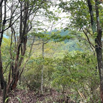 見晴らしは、ほぼ無し😓
かろうじて三郎岳⛰️らしき山影が…