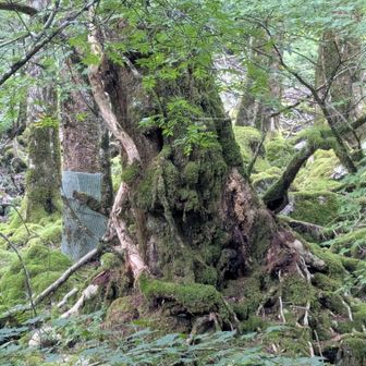 あれ、苔庭のヌシなくなったのか…🤔