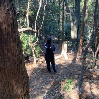 だんだんペースが