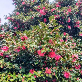 境内の山茶花が綺麗♥休憩入れて2時間位ですが汗もかいて😁
なんとか無事に登り納めができて今日も感謝です。来年も宜しくお願いします。
皆様、良いお年を🙋