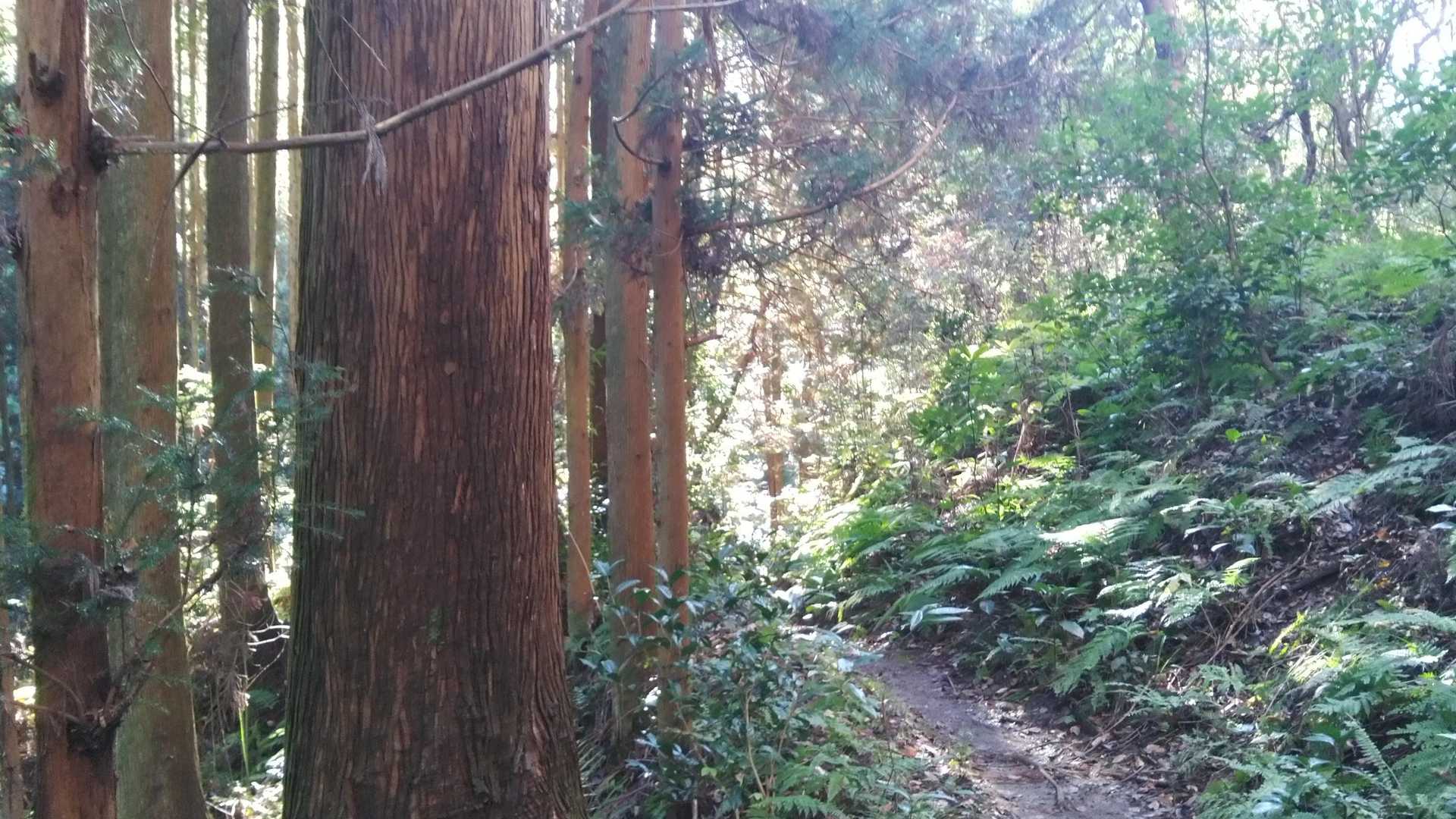 生瀬富士 往復コースの写真