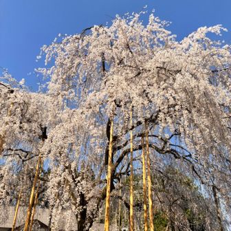 足羽神社の枝垂れ桜
樹齢約380年だそうな