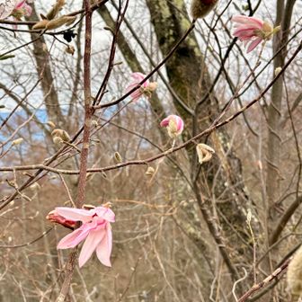 紫木蓮も咲いている